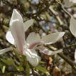 Magnolia4
