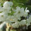 White cherry blossom