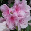 Azalea 3