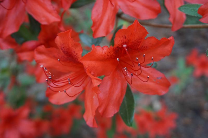 Azalea Blossoms