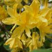 Azalea 15