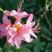 Azalea 17
